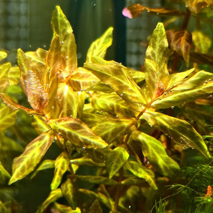 Акваріумні рослини