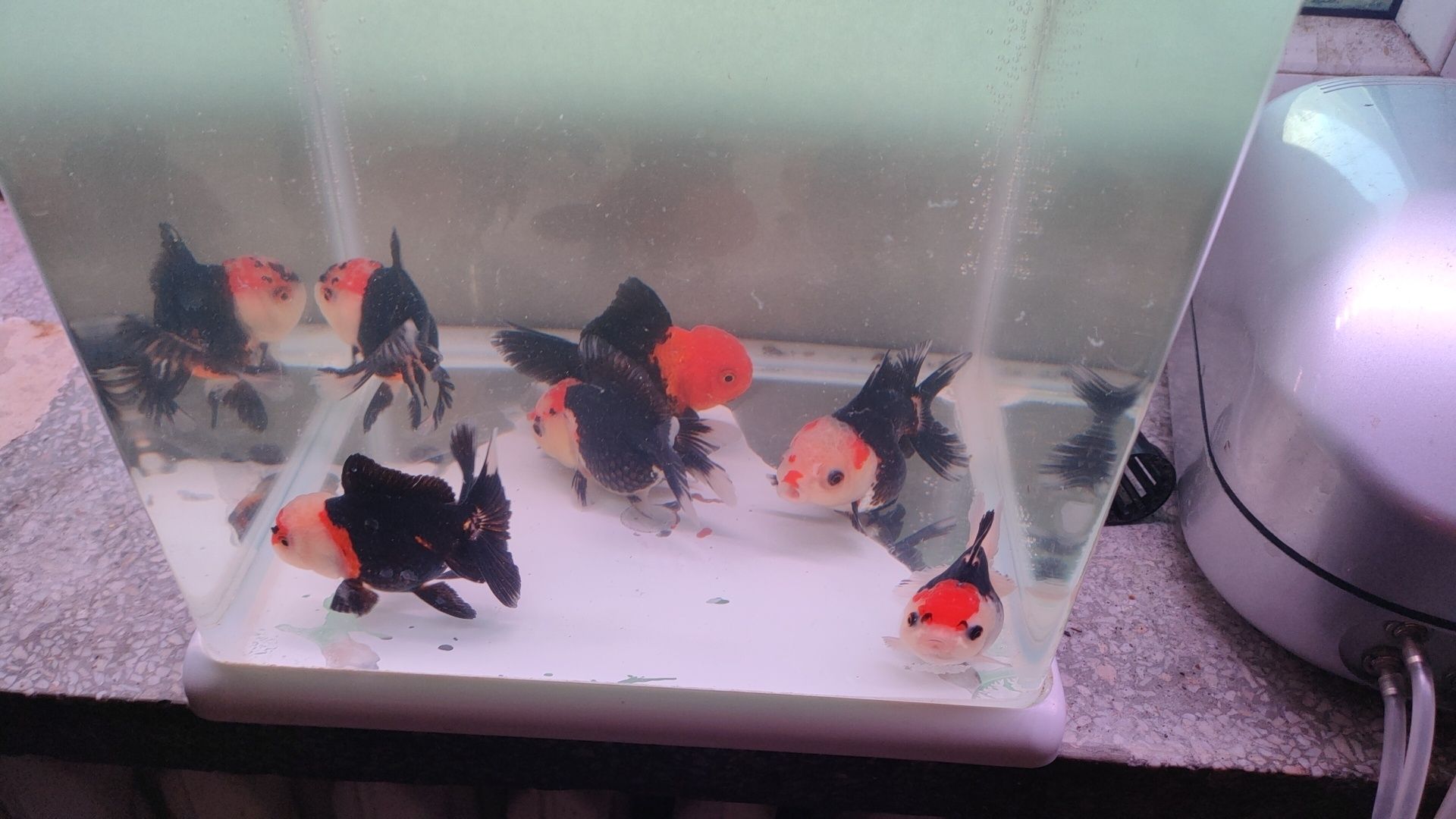 Oranda Ranchu grS sklep zoologiczny Pirania Olsztyn wysyłka
