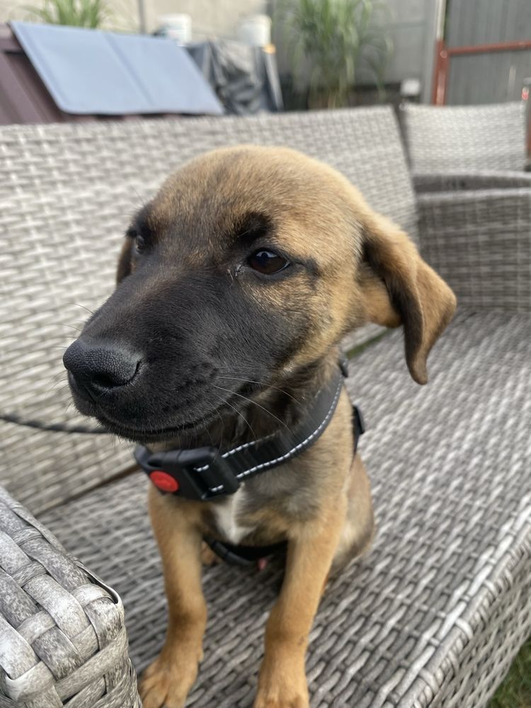 Szczeniak do adopcji za darmo