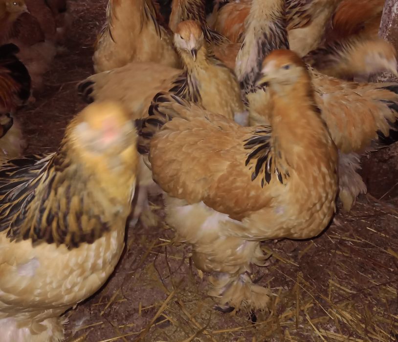 Kury i koguty brahma