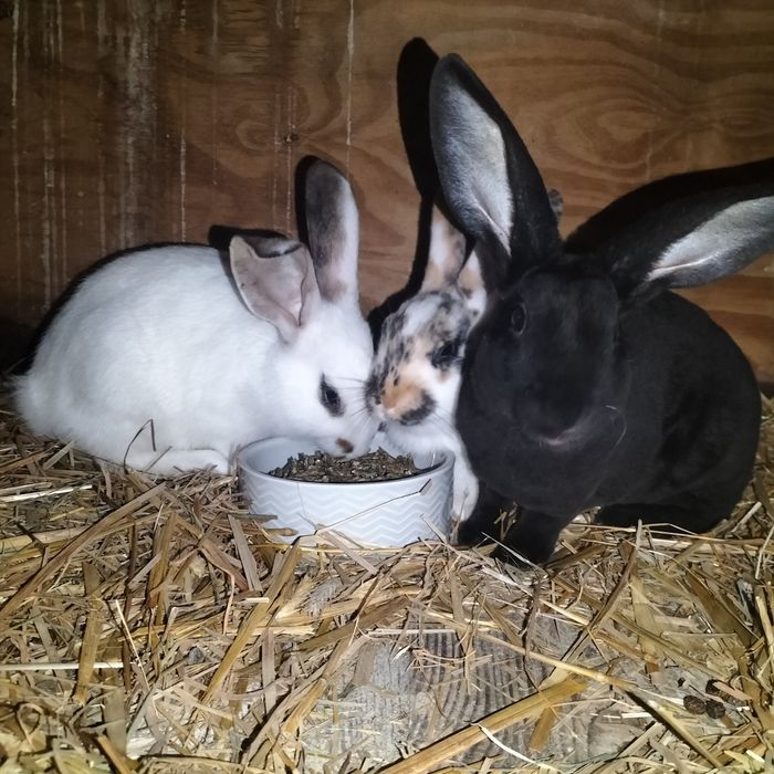 Króliki miniaturki rex trójbarwny