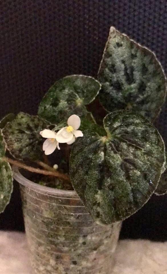 Begonia austrovietnamica Бегония