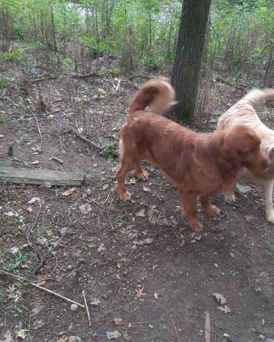 Suczka golden retriever z rodowodem