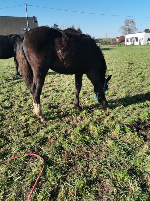 Ogierki śląskie odsadki