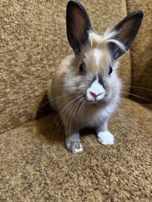 Декоративний кролик