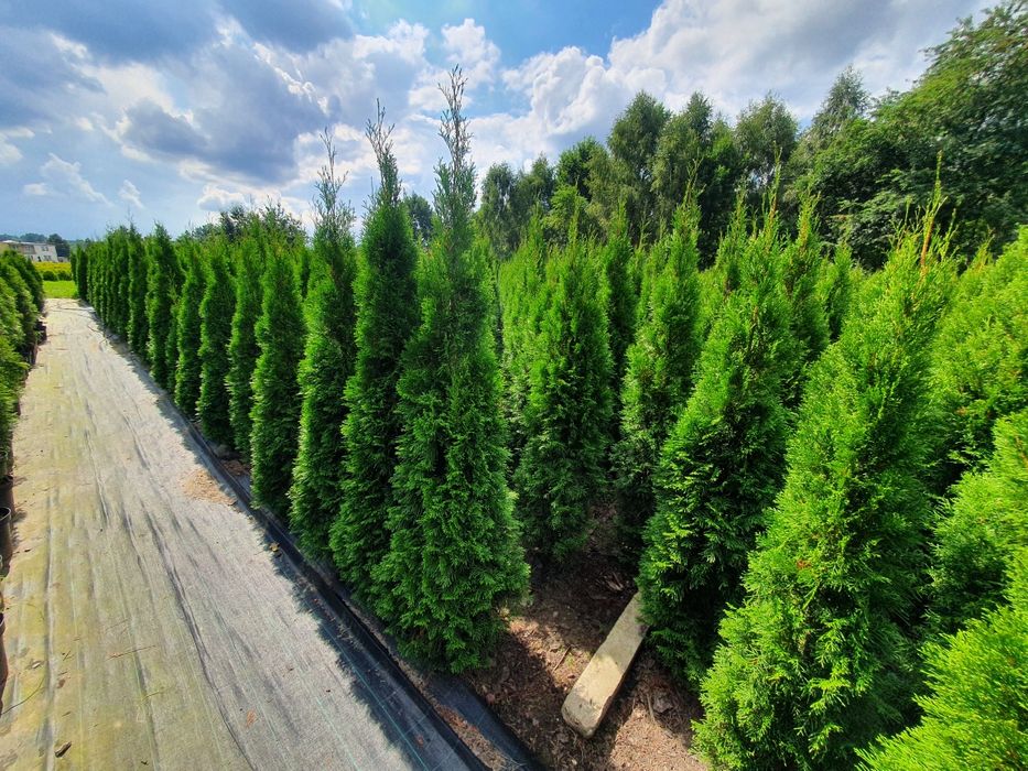Promocja Ekologiczna Thuja Smaragd tuja szmaragd 150-200 cm