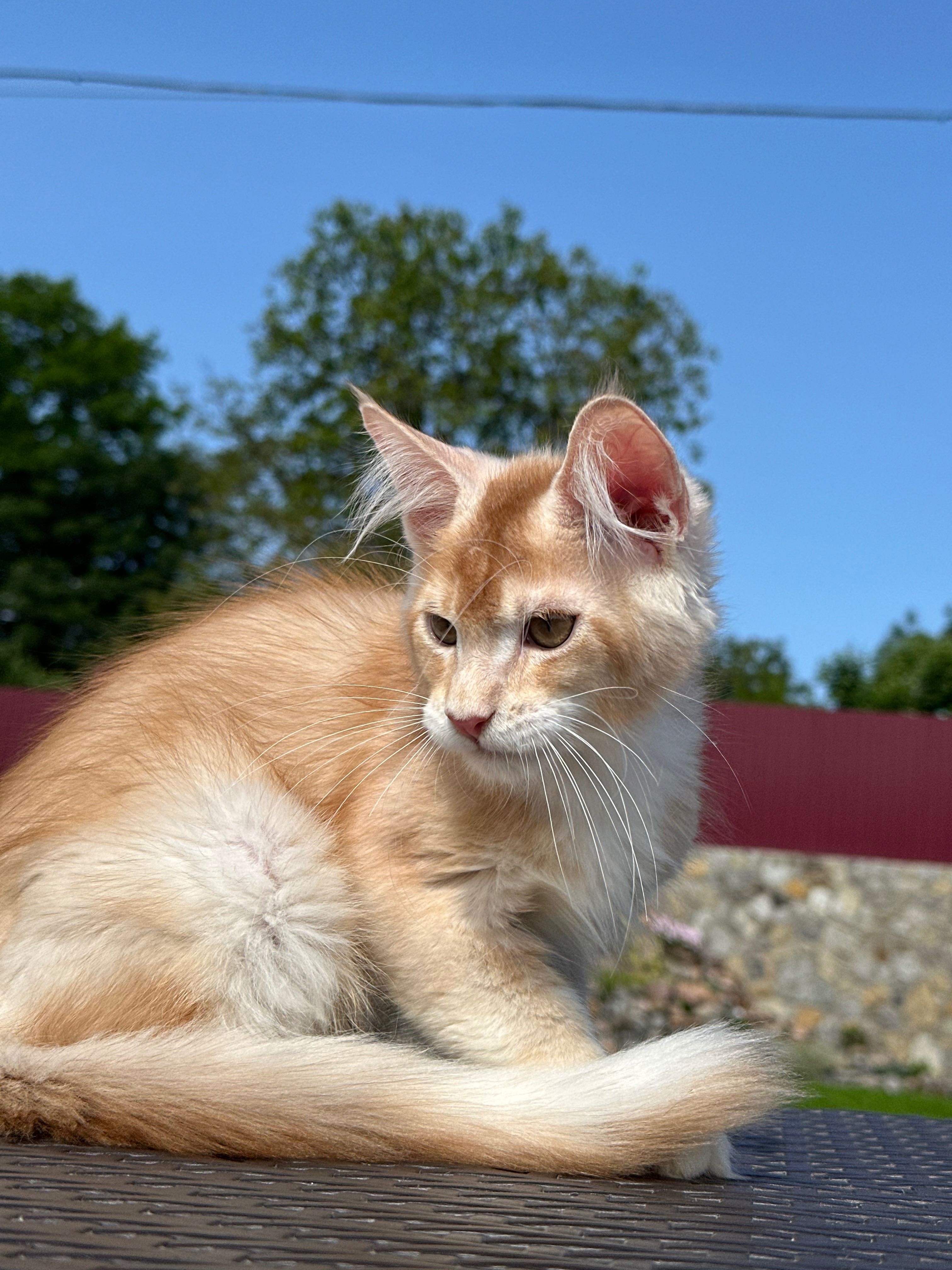 Harvey-kocurek Maine Coon