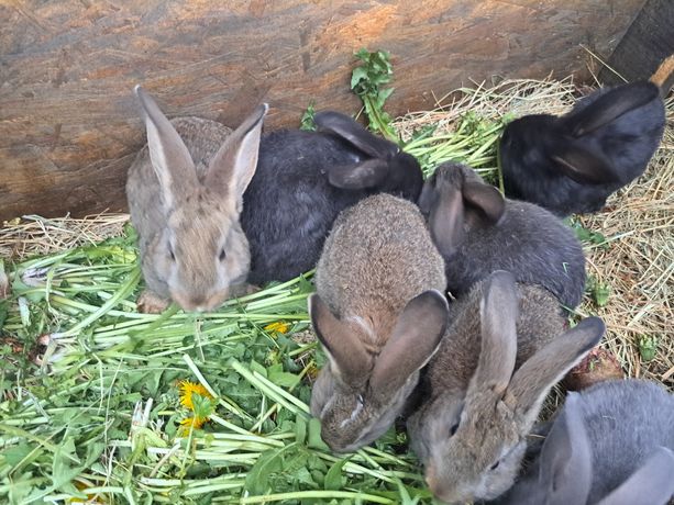 Młode króliki królik