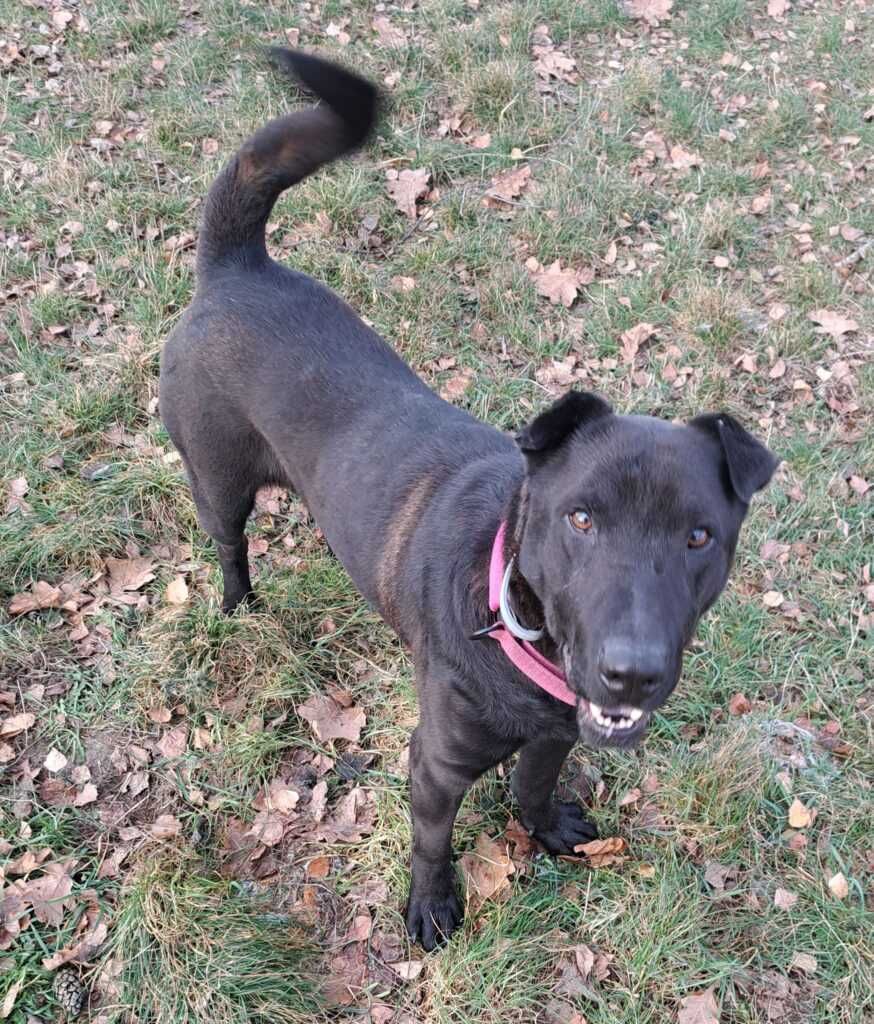 Buddy-Piękny przyjazny pies w typie Shar Pei szuka domu