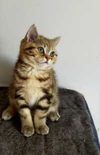 Prześliczna szkocka koteczka kot