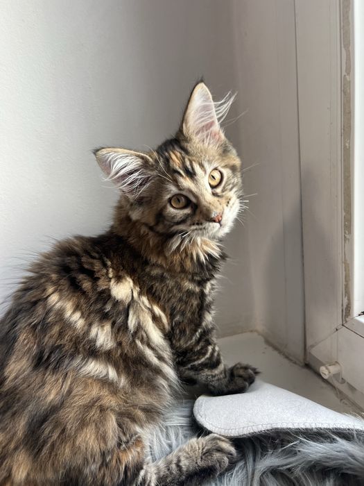 Kotka Maine Coon “GIGI” f22 FPL/FIFE – klasyczny czarny szylkret