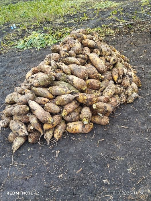 На продажі є кормовий буряк