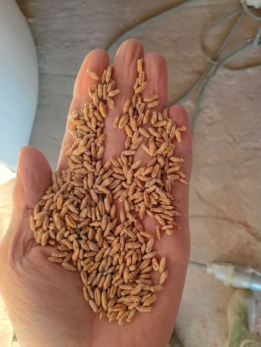 Pszenżyto ozime TRIBUTO po centrali, oczyszczone