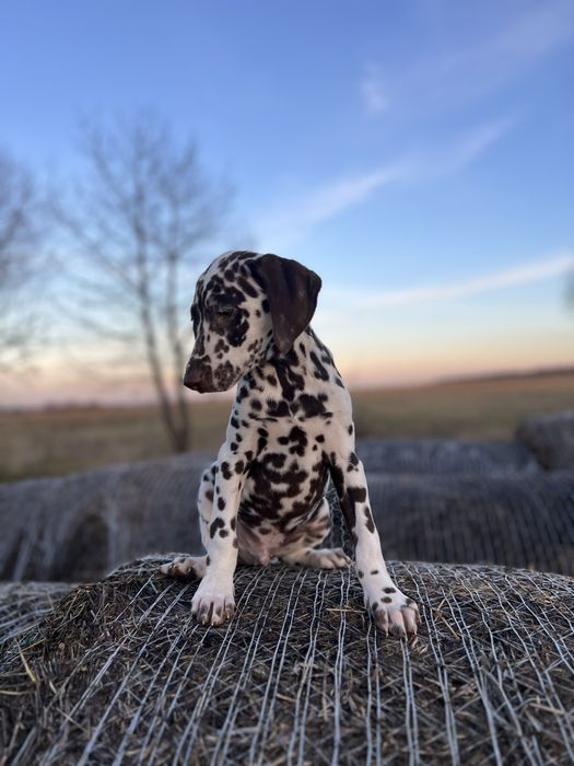 Далматинець цуцик