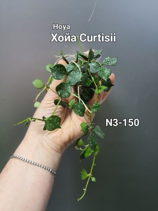 Хойя Куртісі/Глобулоза