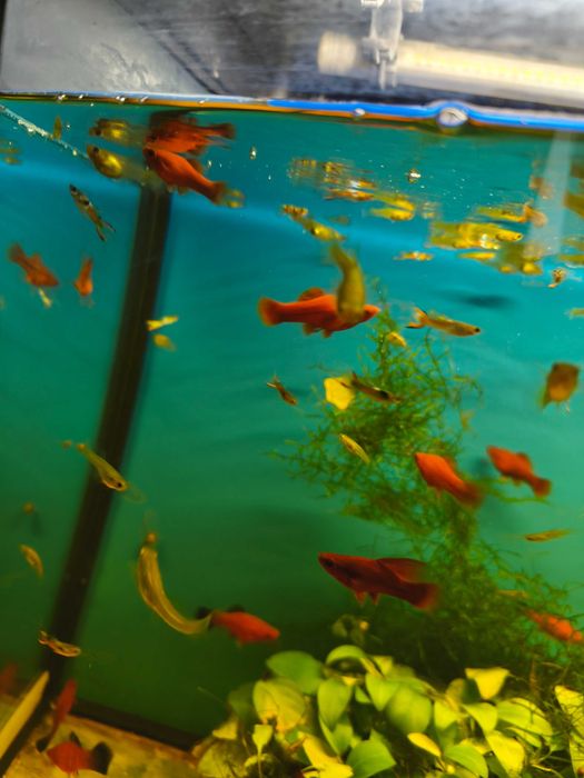 Gupik gupiki Englerta