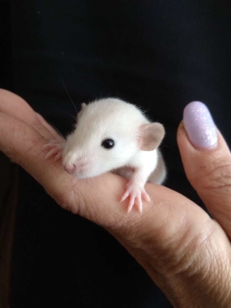 Крысята малыши- дамбо разных окрасов