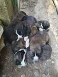 Cães para adopção