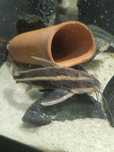 Vendo PLATYDORAS COSTATUS 12cm
