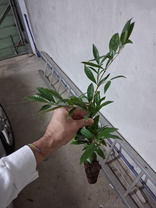 Cerejeira rio grande