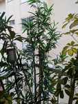 Planta artificial