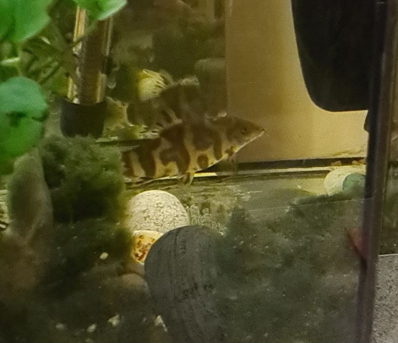 Продам б/у аквариум с рыбками и фильтром