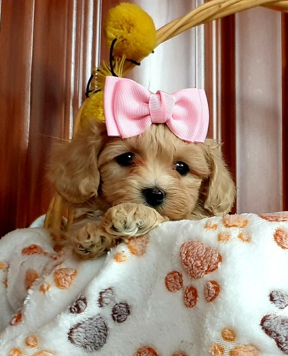 Maltipoo słodkie urwisy