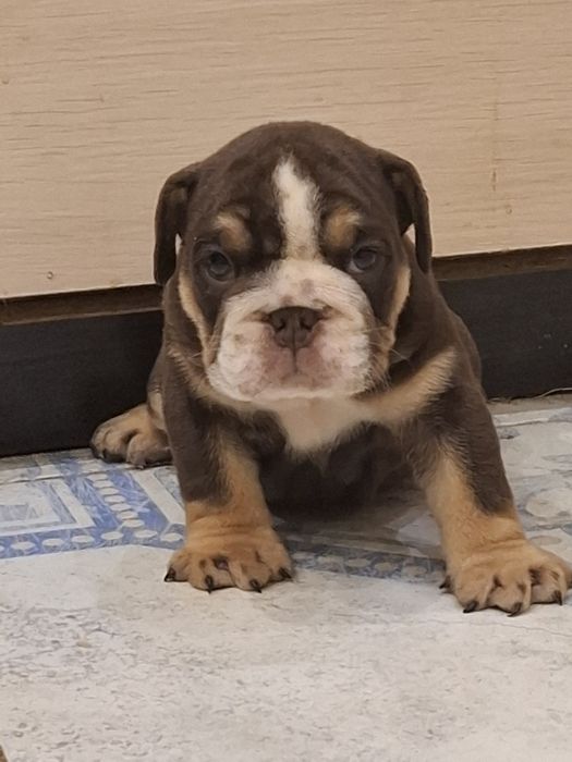 Кольорові дітки англи