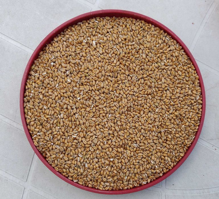 Sprzedam pszenżyto i pszenice ze zbiorów lipiec 2025