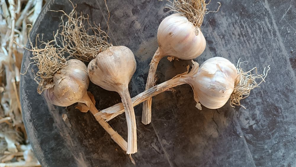 Sprzedam Czosnek Harnaś