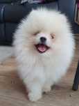Szpic miniaturowy/Piesek  pomeranian  mis