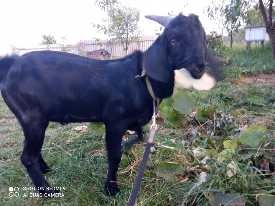 Нубійський козлик