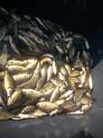 Narybek karpia 10-12 cm 1,5 zł sztuka karp amur lin tolpyga ka