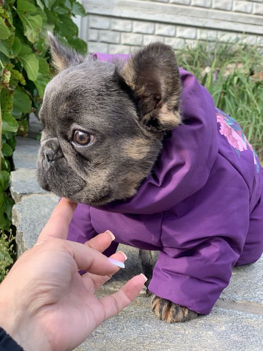 Мини голубой мальчик флаффи