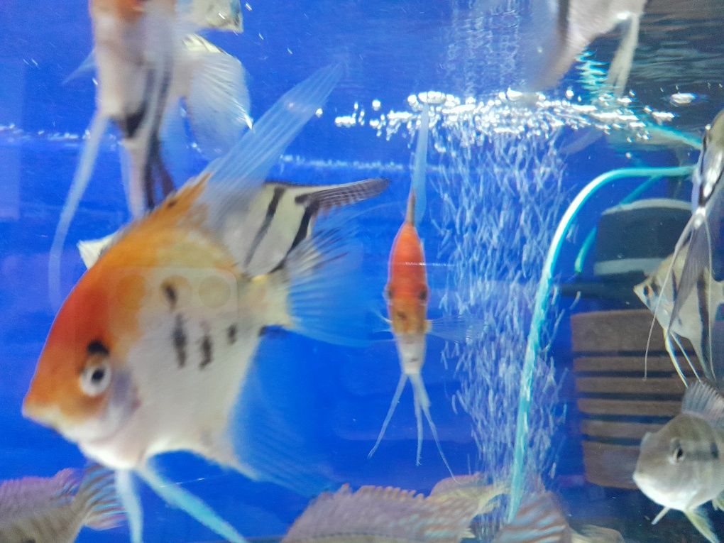 Skalar koi 6-8cm