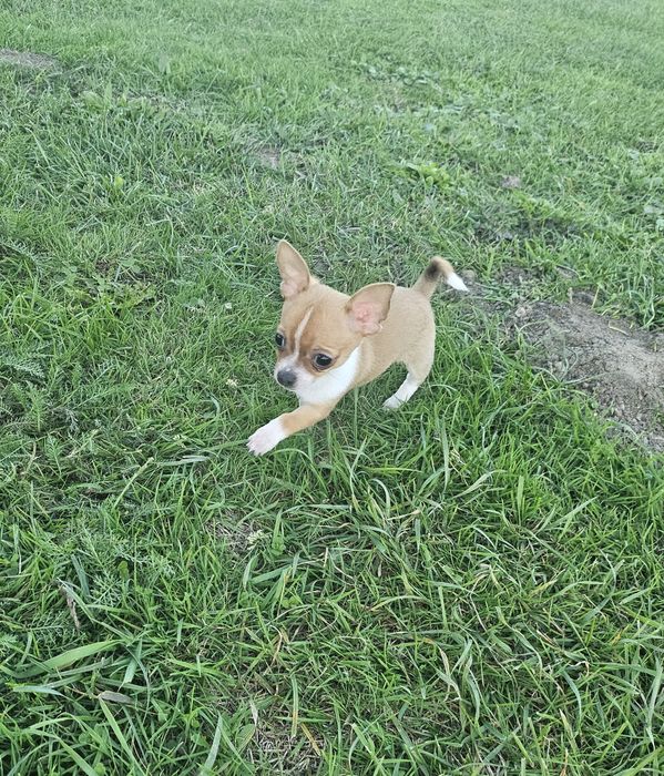 Chihuahua krótkowłosy Piesek