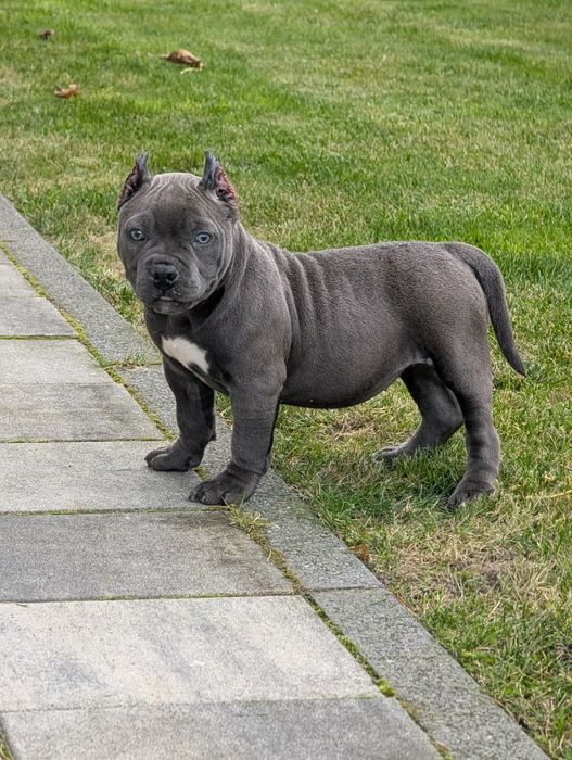 American bully suczka blue