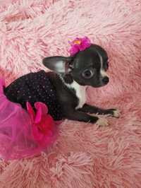 Mini Niebieska dziewczynka Chihuahua