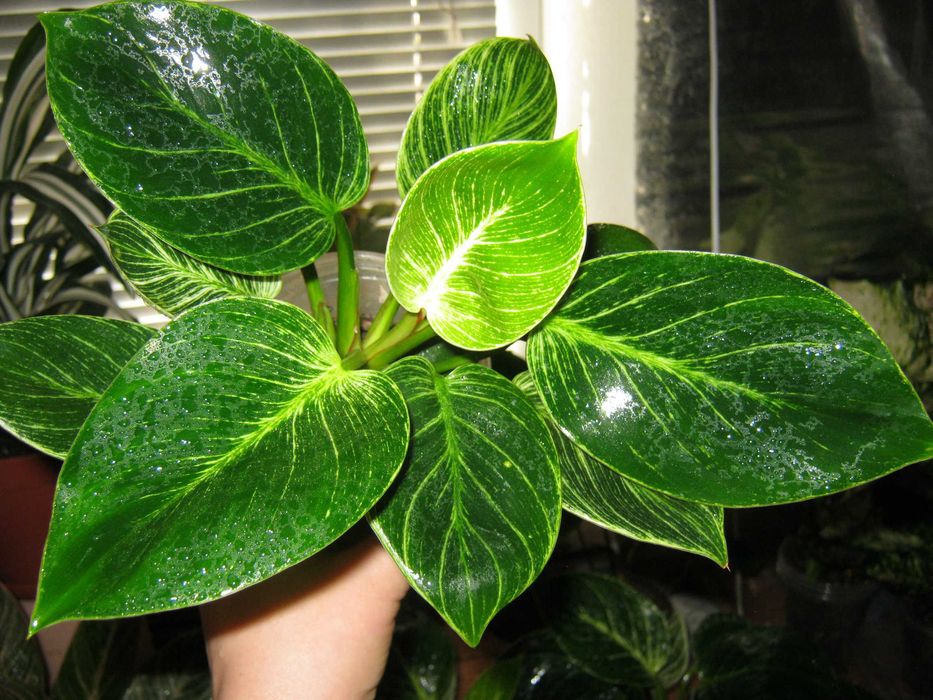 филодендрон много разных сортов