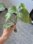 Oddam za darmo filodendron ukorzeniony