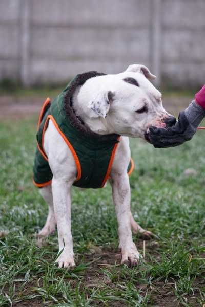 Porzucona i zaniedbana Lady szuka domku