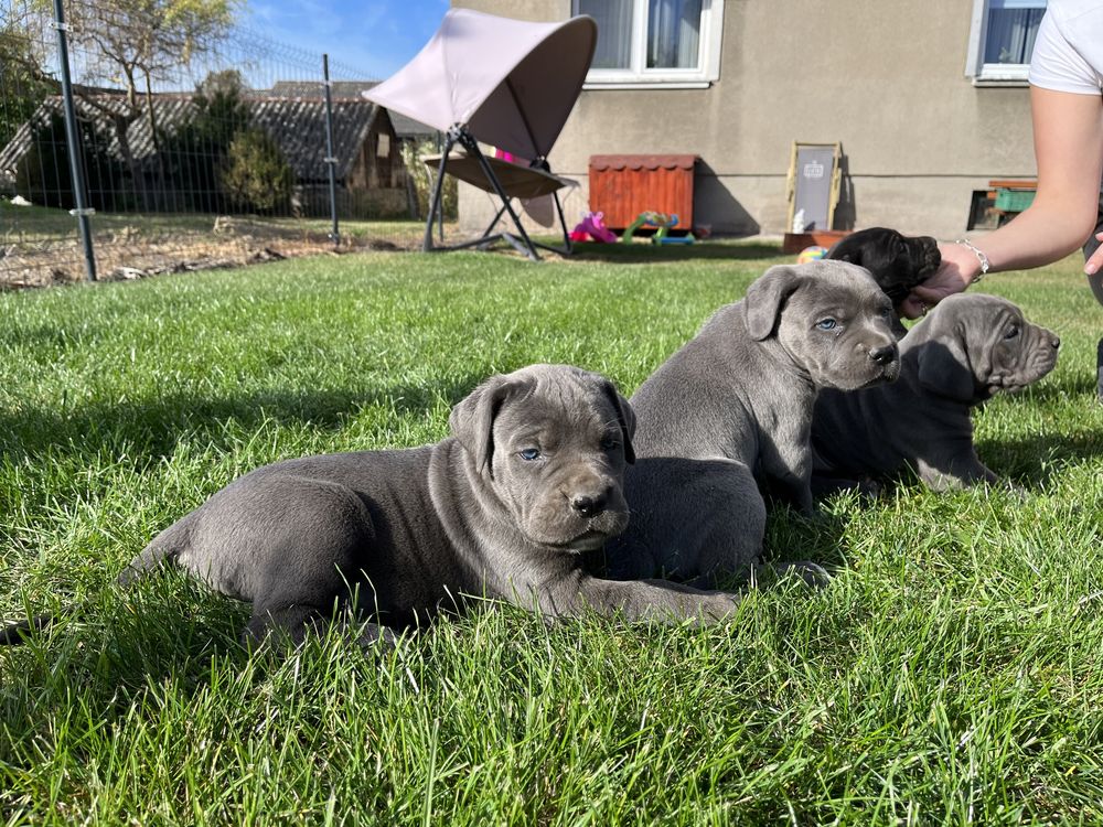 Cane Corso Italiano