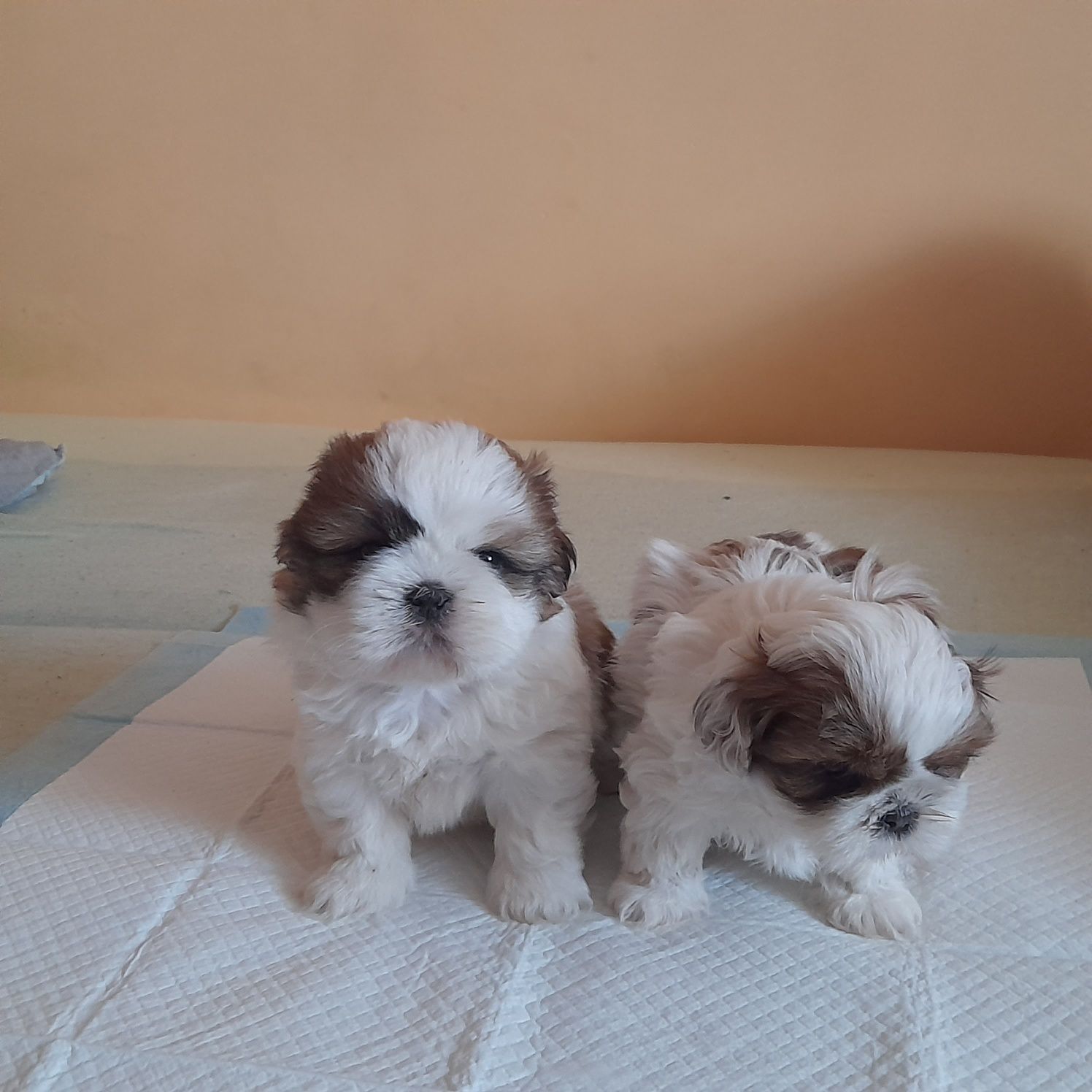 Śliczna suczka shih tzu