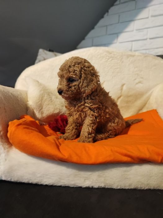 Pudel toy ostatnia suczka