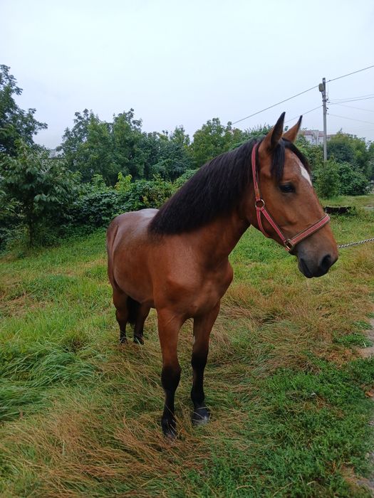 Лошиця кобила               .