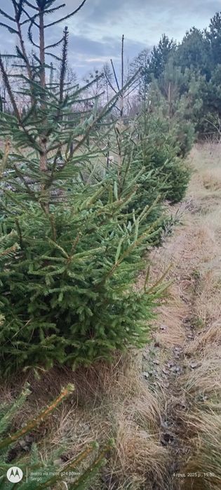 Продам ялинки ростуть біля будинку