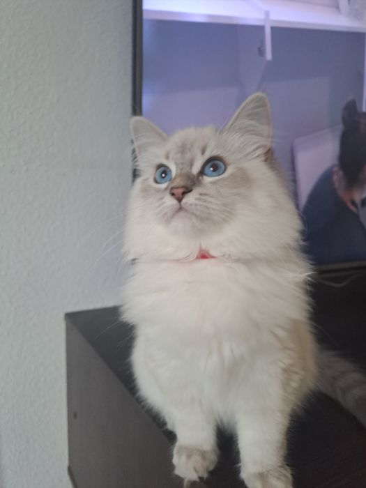 Koteczka Neva Masquerade