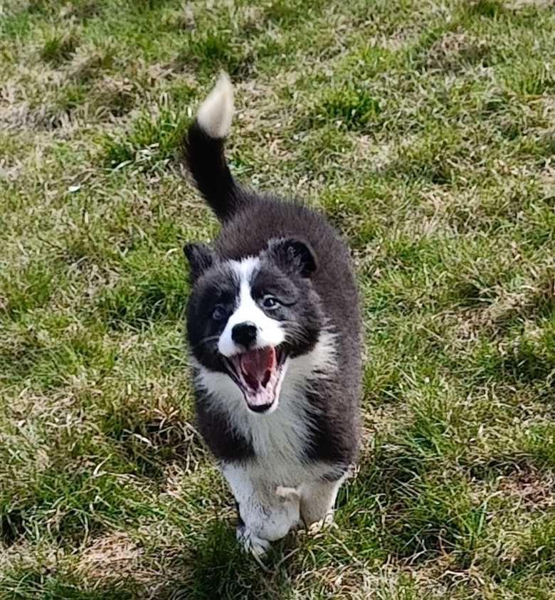 Suczka Border Collie ZKwP/FCI