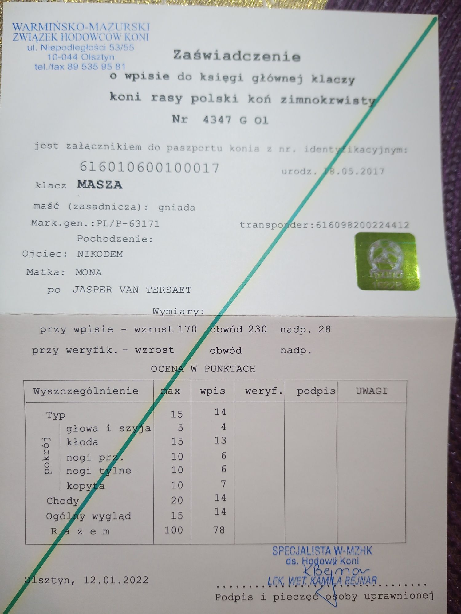 Klacz zimnokrwista
