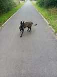 Owczarek malinois belgijski fci